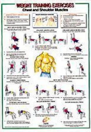 Chest / Shoulder Muscles Chart
