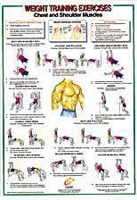 Chest / Shoulder Muscles Chart